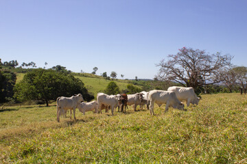 Nelore at sun in the pasture of a farm in Brazil. Livestock concept. Cattle for fattening. Agriculture.