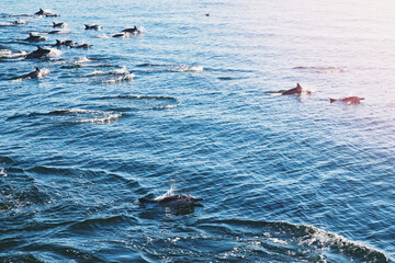 A group dolphins leap out of the water