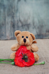 Teddy bear with red poppy flower. Remembrance day, Veterans day, Anzac day, lest we forget, Memorial Day concept 