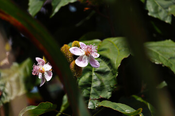 Flor rosa no quintal