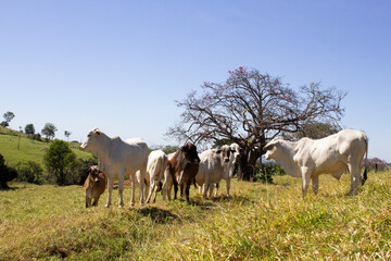 Nelore at sun in the pasture of a farm in Brazil. Livestock concept. Cattle for fattening. Agriculture.