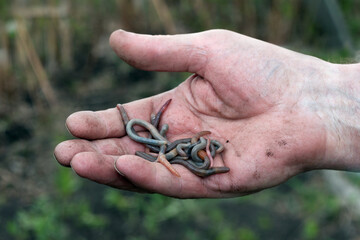 A man's hand holds earthworms in his palm. The concept of gardening, fishing.