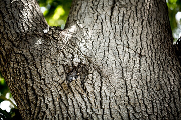 Fototapeta premium Tree Detail