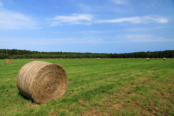 Hay bales in the field near Debki village, Poland