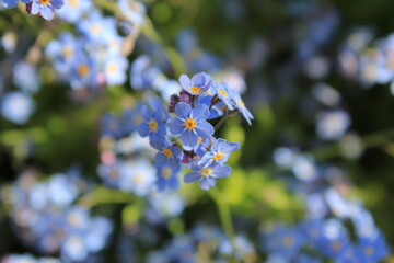 forget me not