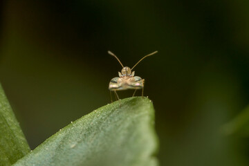 close up of a chrysanthemum lace bug