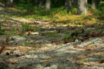 Forest near beach in Debki, Baltic Sea, Poland