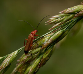 close up of a red bloodsucker beetle mating