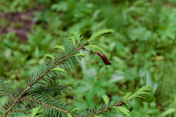 The smallest inhabitants of the forest meet the spring morning