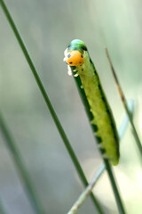 close up of a common sawflies caterpillar