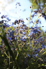 lilac flowers in the forest