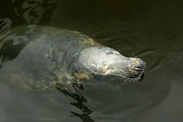 Grey seal in Baltic sea, near Hel Peninsula, Poland