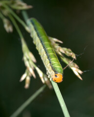 close up of a common sawflies caterpillar