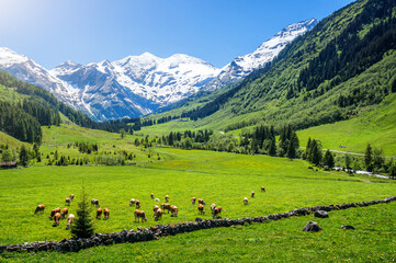 Beautiful alpine mountain landscape with cows grazing in fresh green meadows