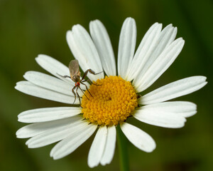 Fototapeta premium close up of a dance fly on a daisy