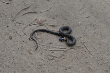 black snake with a yellow neck lies on the sandy road and moves its head
