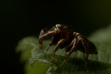 Fototapeta premium close up of a jumping spider on a leaf