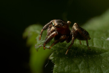 close up of a jumping spider on a leaf