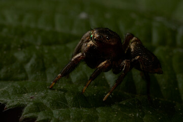 close up of a jumping spider on a leaf