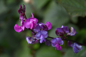 Obraz premium curly bean flowers