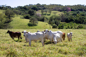 Nelore at sun in the pasture of a farm in Brazil. Livestock concept. Cattle for fattening. Agriculture.