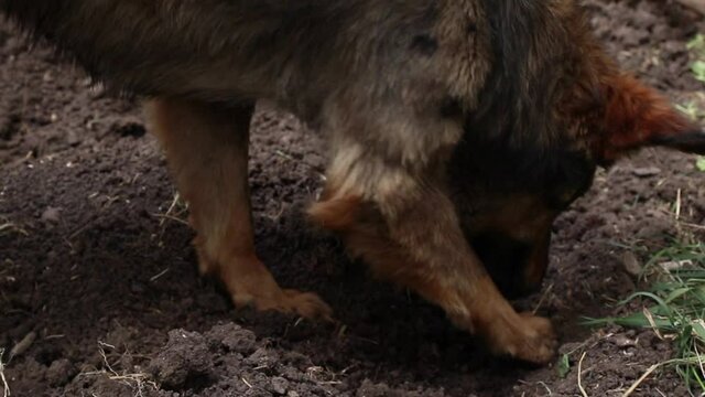 Yard Dog In The Wet Ground In The Garden, Close Up