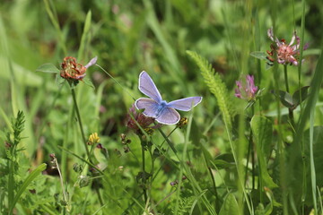 Blue butterfly close-up on grass