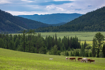 cows in the mountains against the blue sky and clouds