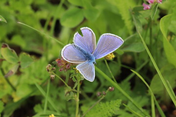 Blue butterfly close-up on grass