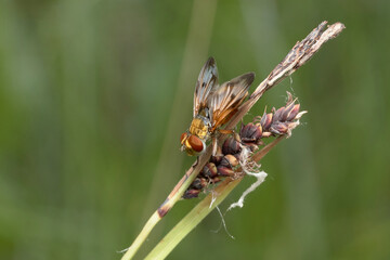 close up of ectophasia crassipennis on grass