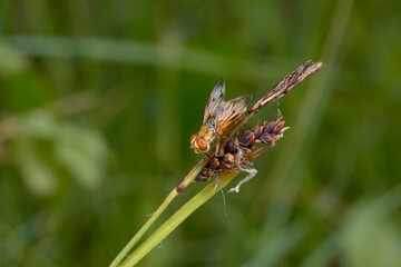 close up of ectophasia crassipennis on grass