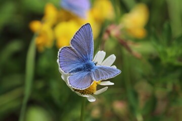 Blue butterfly on a daisy