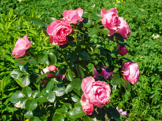 Roses on a bush in a garden. Russia.
