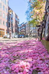 Bunch of hydrangea flowers in the bicycle basket. Pink tones , romantic mood . Amsterdam. 