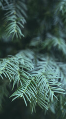 Naklejka na ściany i meble branches of a pine 