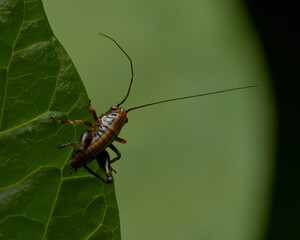 close up of a grasshopper ready to jump from a leaf