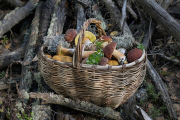 Forest mushrooms in a wicker basket in the forest.