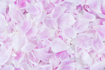 Pink gentle peony petals background. Romantic concept. Copyspace for text. Greetings for holidays.
