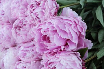 close up image of big delicate pink peony bouquet. Greetings concept. Celebration of birthday, valentines day, womans day, anniversary.