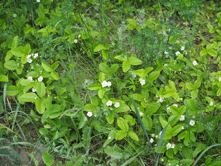 Wild strawberry blooming in the forest sunny spring day