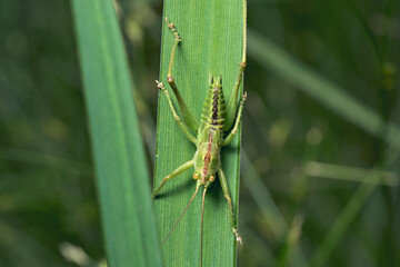close up of a grasshopper ready to jump from a leaf