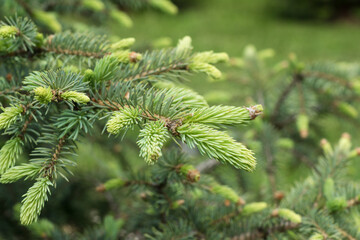 Close up image of young green needle of conferous fir tree. Spring time, early nature renewal.