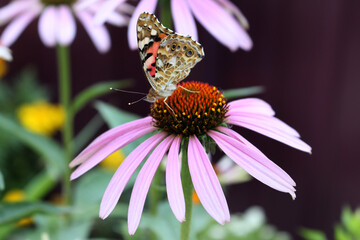 Macro of painted lady butterfly with wings up on pink coneflower, another name is Red Admiral,...