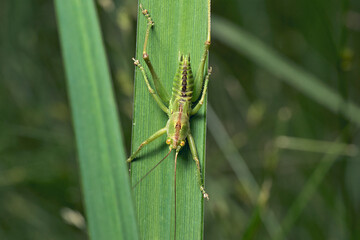 close upm of a grasshopper ready to jump from a leaf