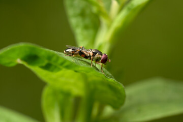 close up of an orange belted hoverfly on a leaf