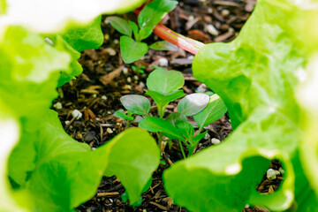 Grow all the vegetable that are edible for eating in the family. organic vegetable