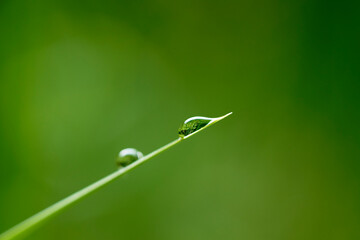 reflection of vegetation inside a drop of water