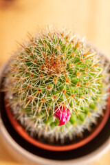 Succulent and cactus in pot