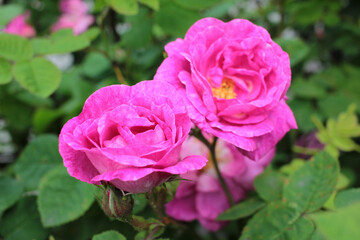 Rose bush with dark pink flowers in the summer garden. Close-up, selective focus, copy space