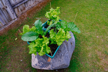Growing vegetables in family 